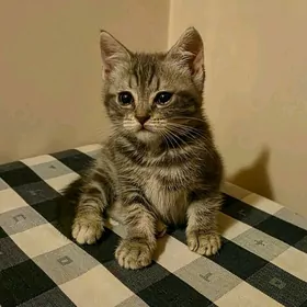 чистокровная шотландка