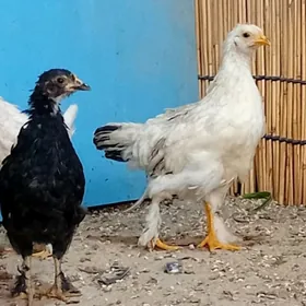 Balakly juyje 3aylyk