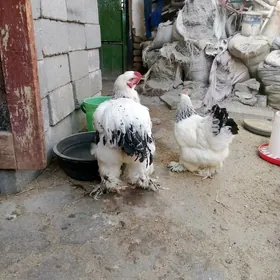 brama horaž 6 aylyk