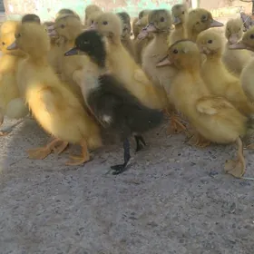 satlyk ördek jüýjeler