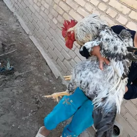 gigant horaz jujeler