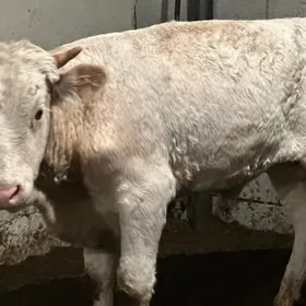 şhorol öküzçe gbrit