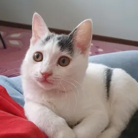 Котёнок бесплатно!!!