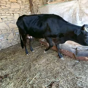 Göleli sygyrlar Birda ökiz bar