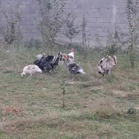 Induk tohymy garylan