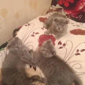 Котя шатланские