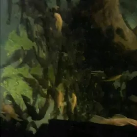 сомики анцитрусы