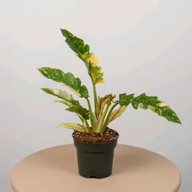 Филодендрон.