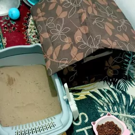 шотландский котёнок