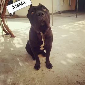 Порода Кане Корсо щенки