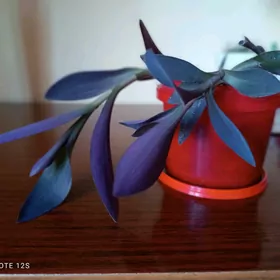 Цветы комнатные