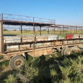 Bal ary pirsep Бал ары пирсеп