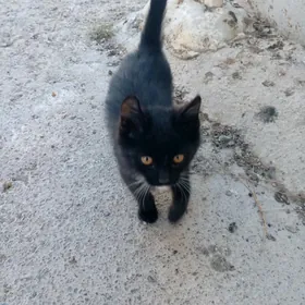 Нашли котёнка