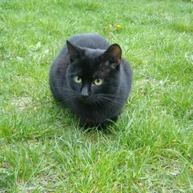 бесплатно ,остался на улице