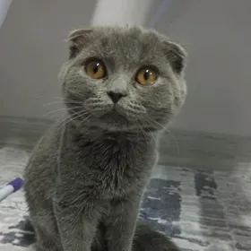 Котёнок Pişijik