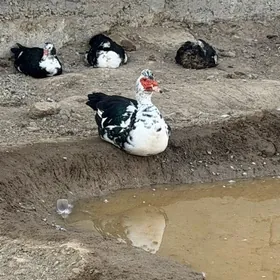 indawutka ordek maki