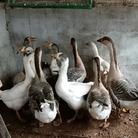 Gus Marti arassa 8ay bolan