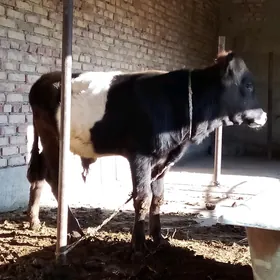 Öküz Gibrit Tohum 8 aýlyk