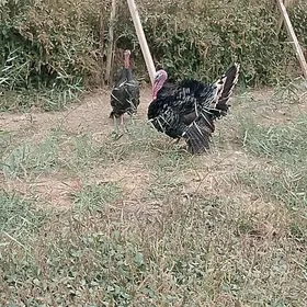 İNDUK HORAZ ENE MAKİ