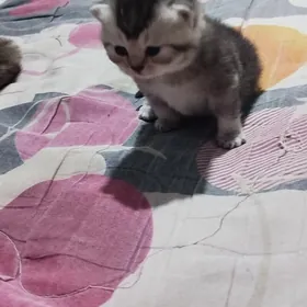 шотландские котята