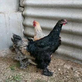 Gigan horazlar 8ay. obmen bar