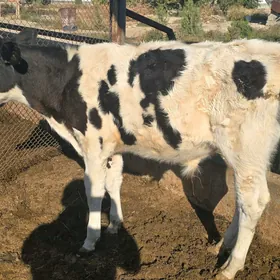 Galşteyn Галштейн öküzçe