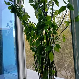 Домашнее растение