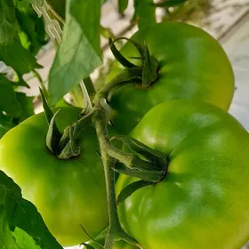 tiplisa  isgâr gerek