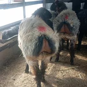 tokly garakol issek goyun