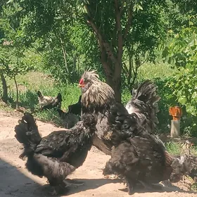 тройка двайа товыклар