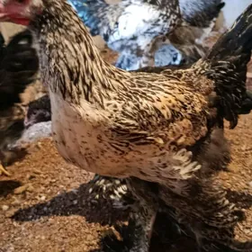 хораз 7 айлык брхораз