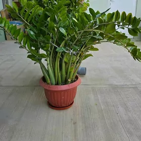 Денежное дерево