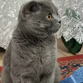 Шотландский кот на вязку