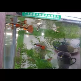 Рыбки гуппи