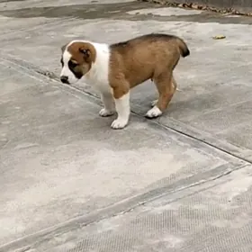 alabay tohum erkek güjük