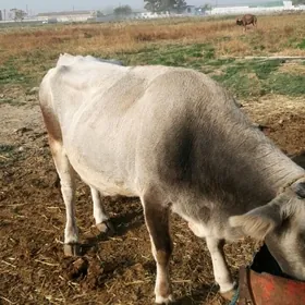 гысыр сыгыр