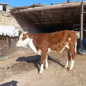 ARGİNAL. SMENTAL. ÖKÜZÇE