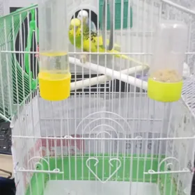 Продам пару попугаев