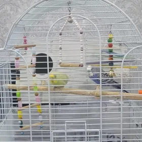 Продам пару попугаев