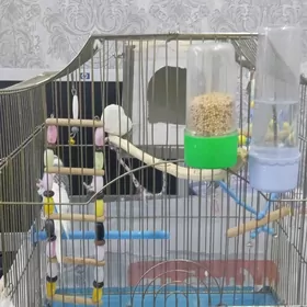 Продам попугая