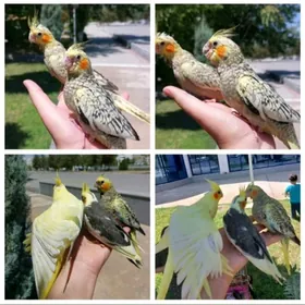 Карелла karella popugay