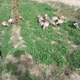 owgan paroda induklar