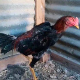 майски жужуе