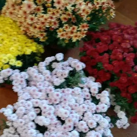 хризантема голландская