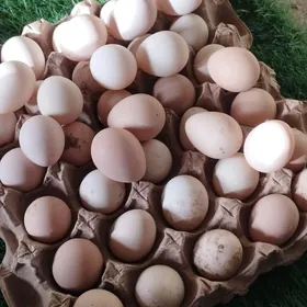 sisarka kakilik  Yumurta