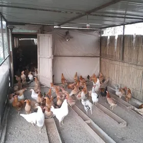 Yumurtgalyk ⁰Towuk