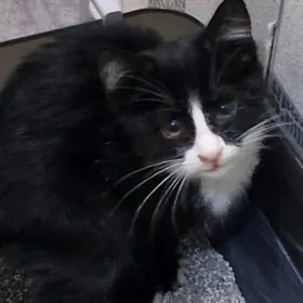 котенок 2 месяца