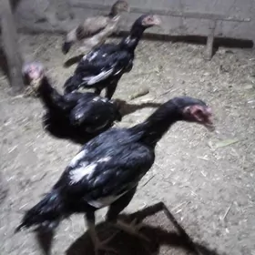 жужа хораз ва макилар