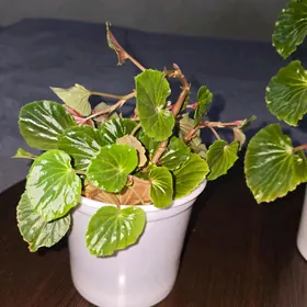 Цветы отростки