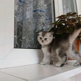 котёноккотята